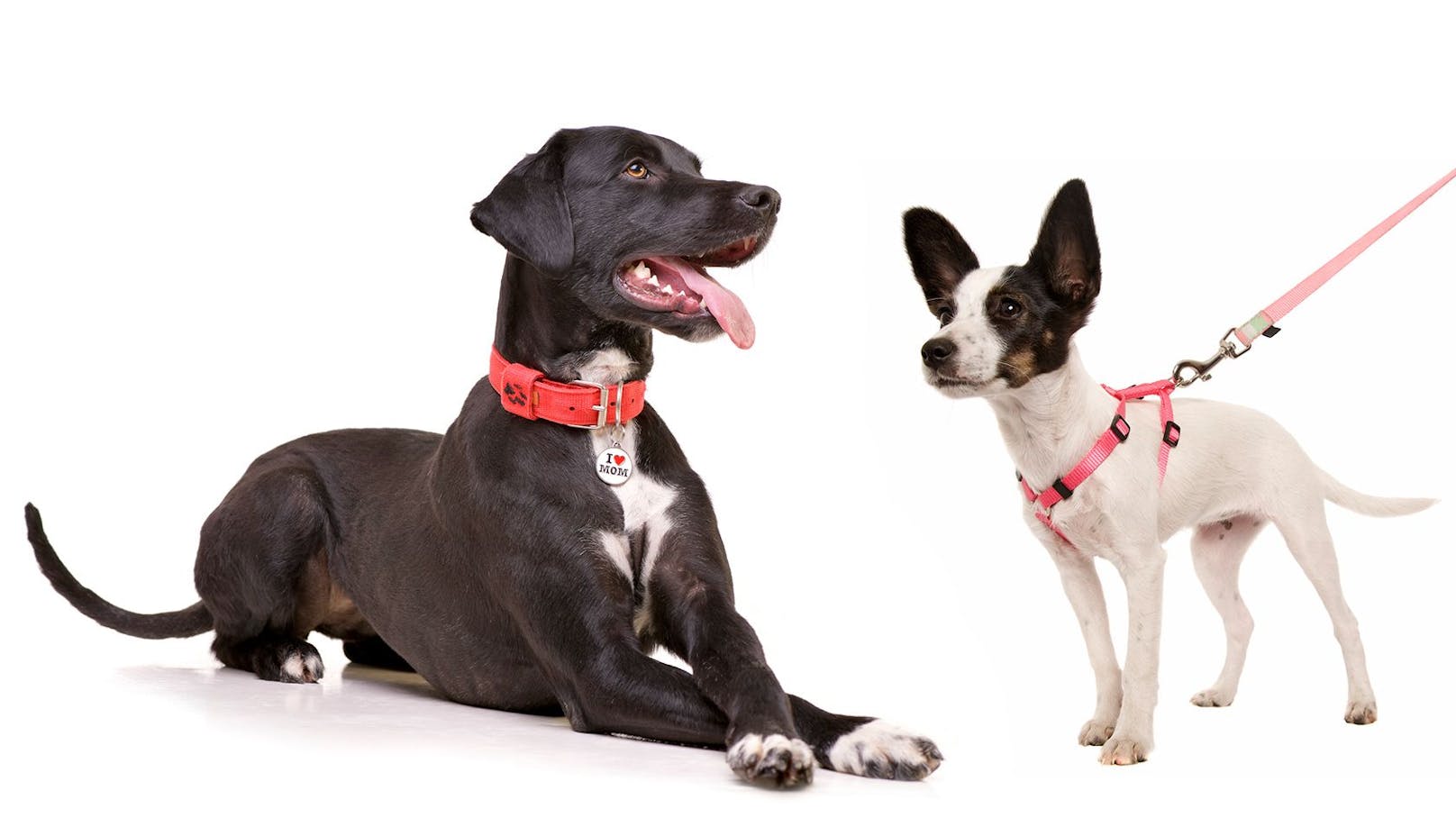 Was ist nun wirklich besser für den Hund? Halsband oder Brustgeschirr? 