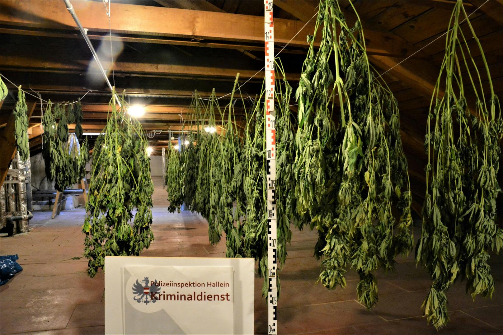 Cannabispflanzen mit Anbauhöhe bis zu 170 cm