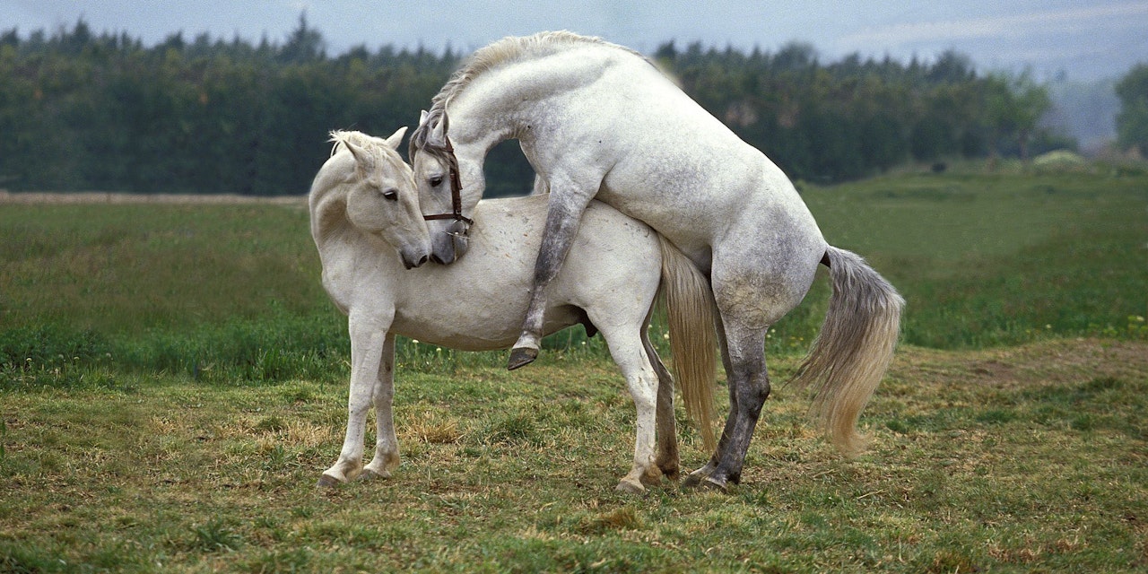 Mit pferden sex haben frauen haben