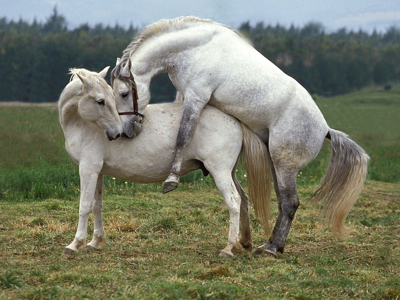 Hast du's gewusst? Fakten über den Liebesakt der Pferde - Haustiere |  heute.at