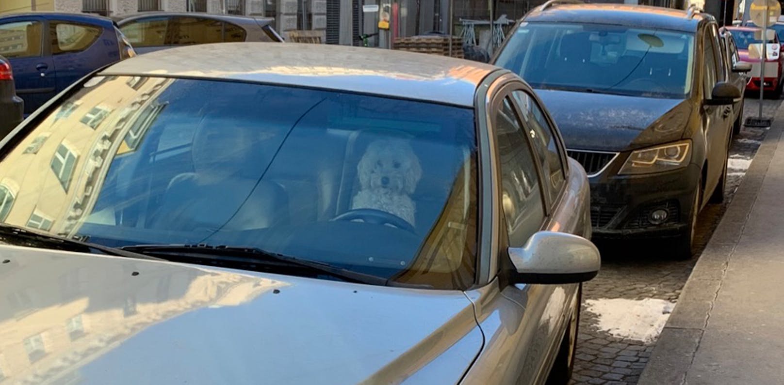 Ein Hund übernahm das Steuer dieses Volvos