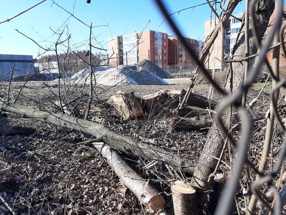 Diese gefällten Bäume sorgen für Aufregung.