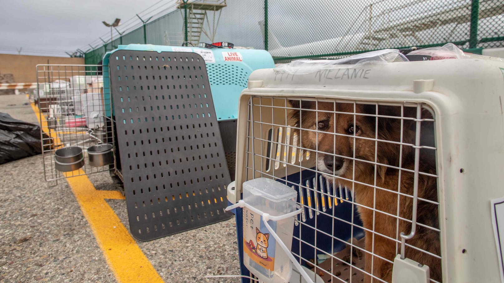 Die Tierschutzorganisation "No Dogs left behind" kaufte 29 Vierbeiner aus einem Fleischmarkt in China frei. 