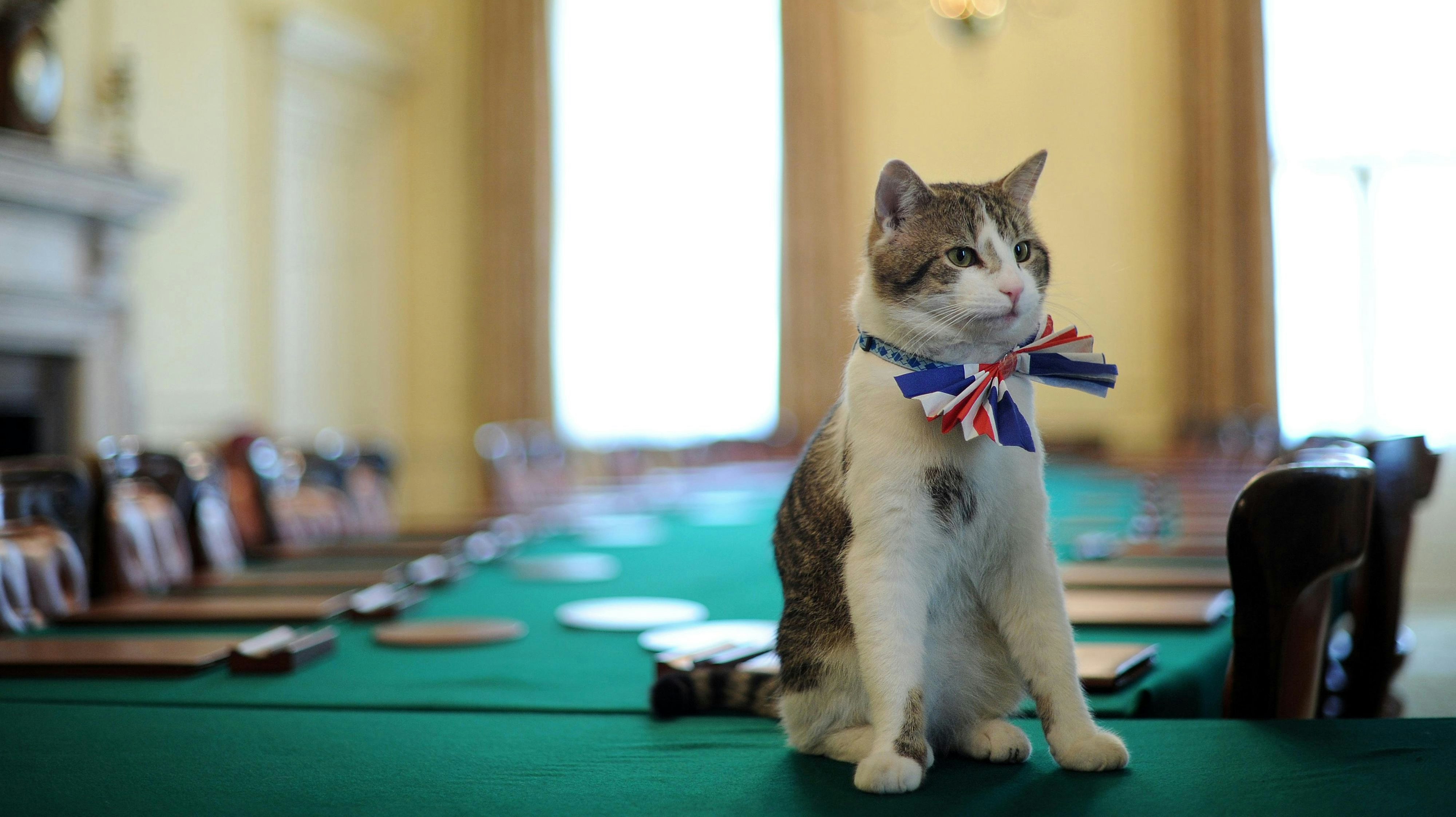 Seit 2011 ist Kater "Larry" bereits Mäusejäger des britischen Kabinetts. 
