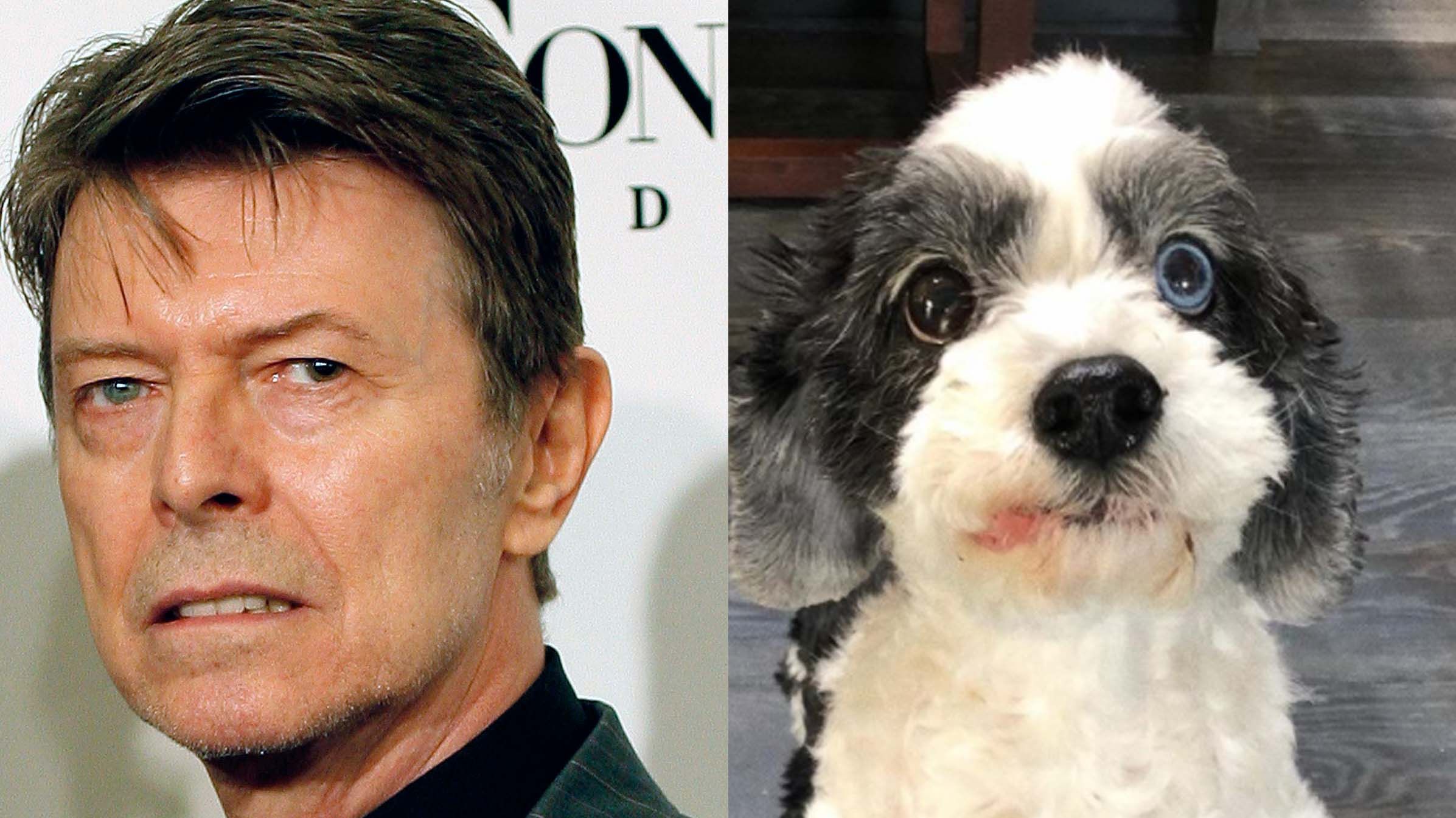 David Bowie und sein Hund Max