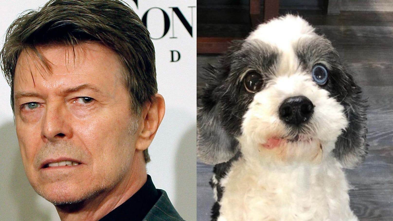 David Bowie und sein Hund Max hatten beide zwei verschiedenfarbige Augen.&nbsp;