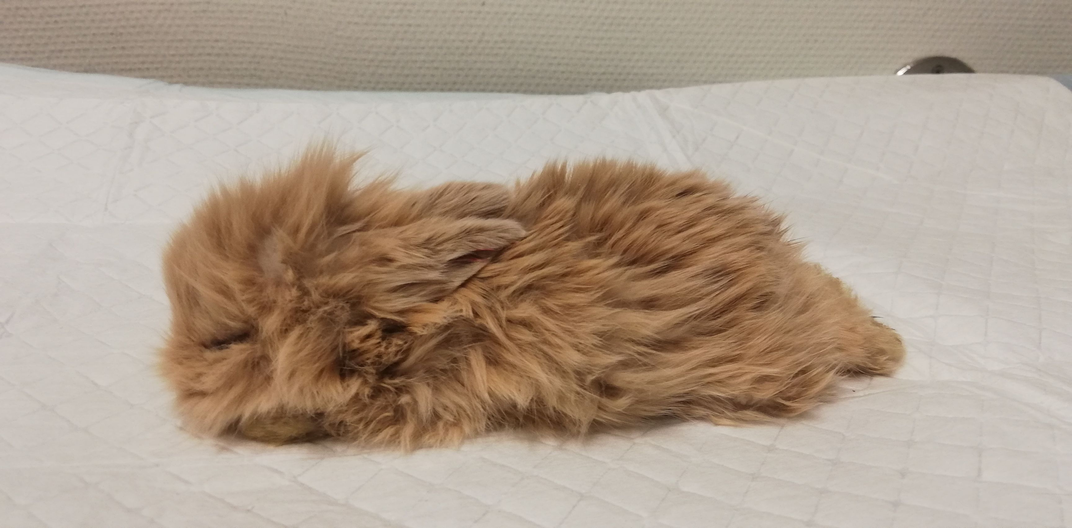 Nein, kein Stofftier. Das kleine Kaninchen hatte keine Chance der eisigen Kälte zu trotzen. 