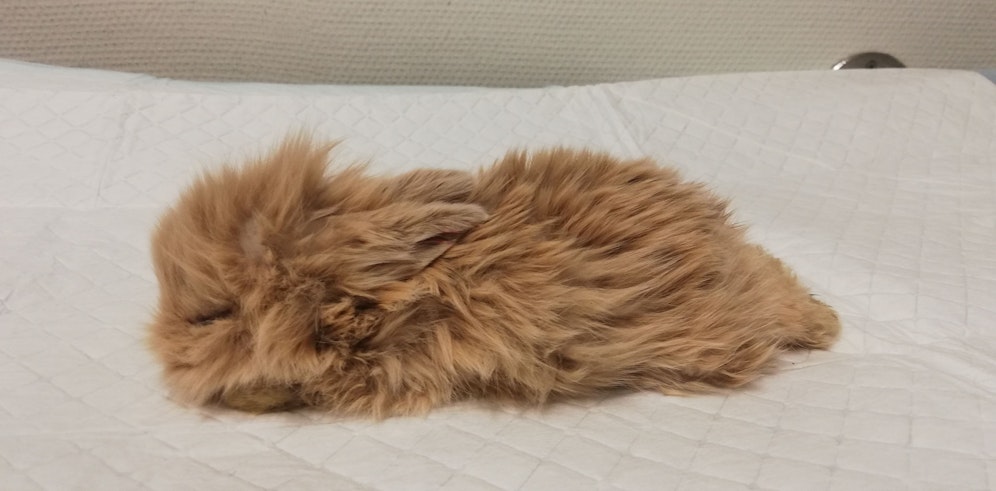 Nein, das ist kein Stofftier. Das kleine Kaninchen hatte keine Chance der eisigen Kälte zu trotzen. 