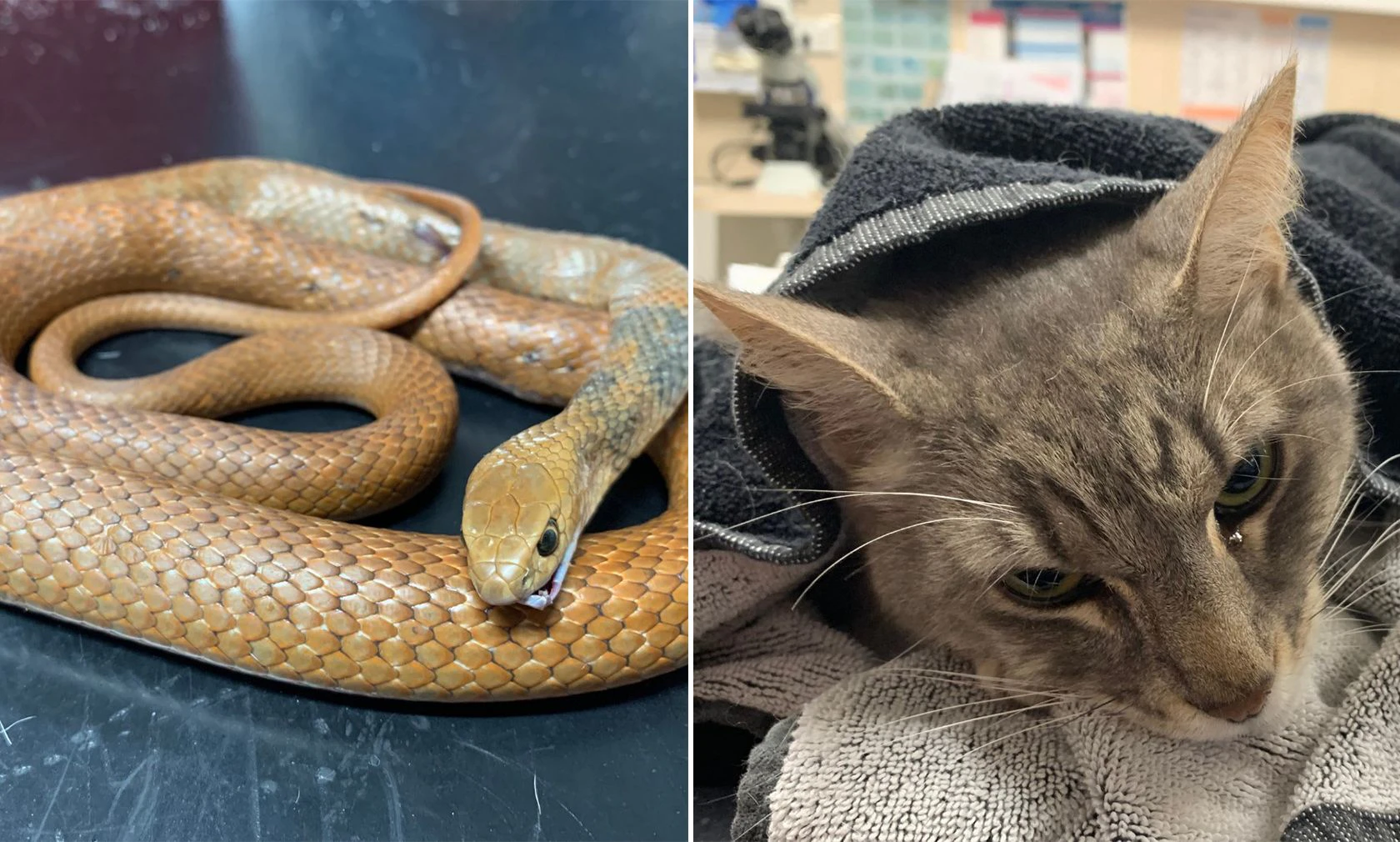 Familienkater "Arthur" opferte sein Leben um die Kinder vor einer Giftschlange zu retten. 