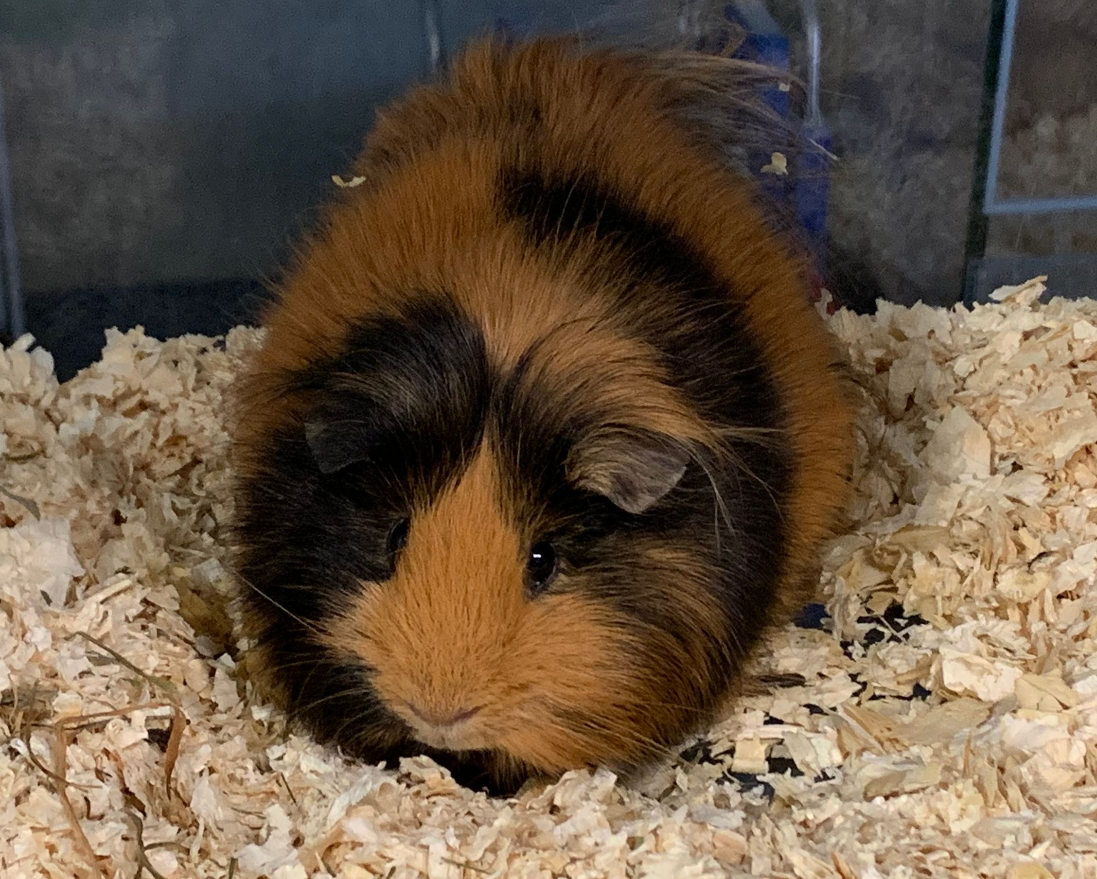 Im Keller eines Wohnhauses wurde dieses Meerschweinchen entdeckt. (Wien 22) <br>