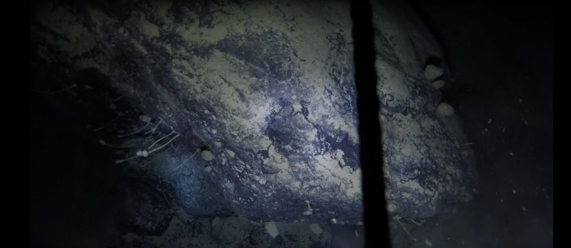 Sessile Tiere - ähnlich wie Schwämme - sind an einem Felsbrocken auf dem Meeresboden befestigt. 