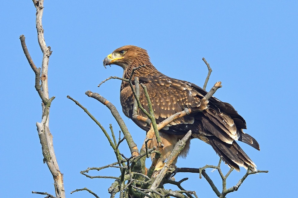 Symbolfoto eines Kaiseradlers.