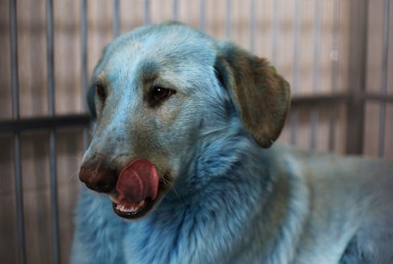 Erneut blaue und sogar grüne Hunde 500 KIometer weiter entdeckt.