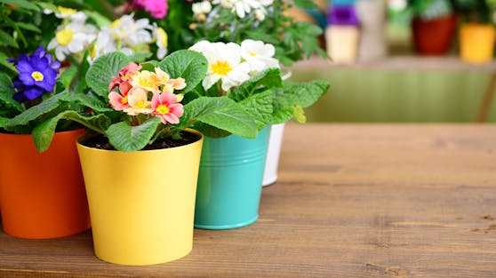 Der Frühling steht vor der Tür.