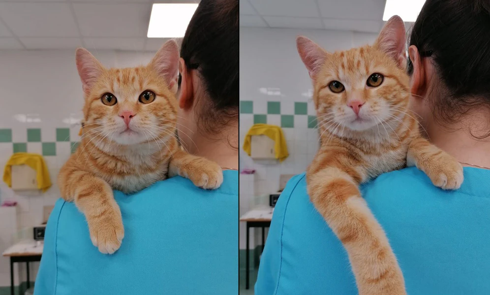 Dieser hübsche rote Kater hatte sich im Möbelhaus einquartiert. 