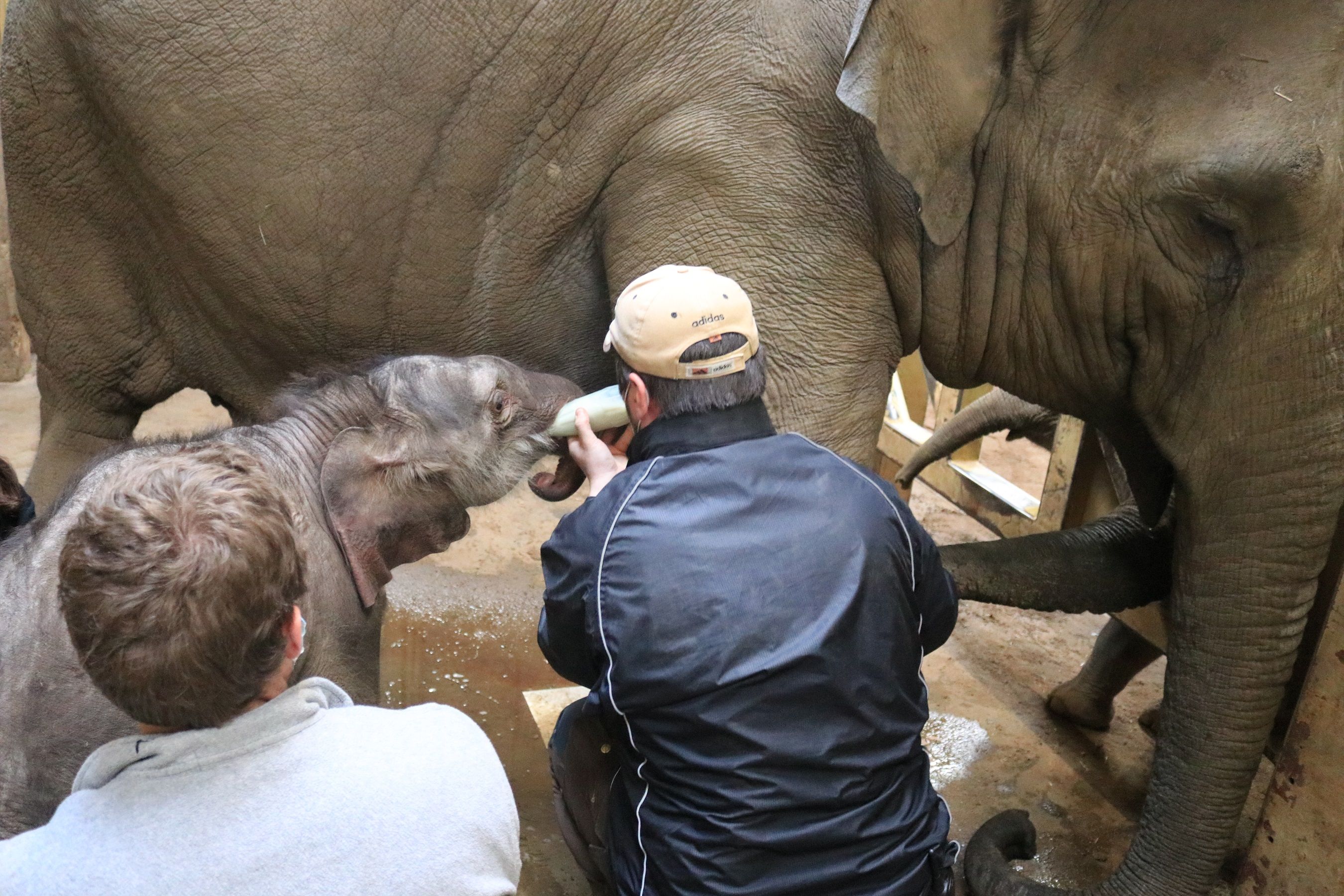 Man versuchte jeden Tag, den kleinen Mann zum Trinken bei der Mutter, mittels Fläschchen zu animieren. 