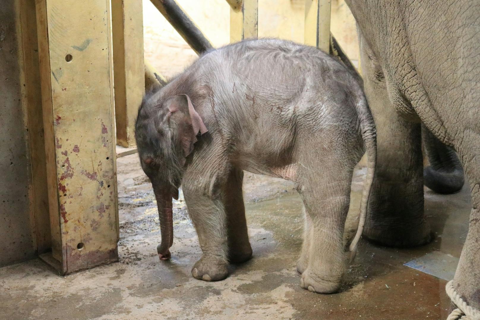 Das erste Jungtier von Elefantenkuh "Sita" musste eingeschläfert werden. 