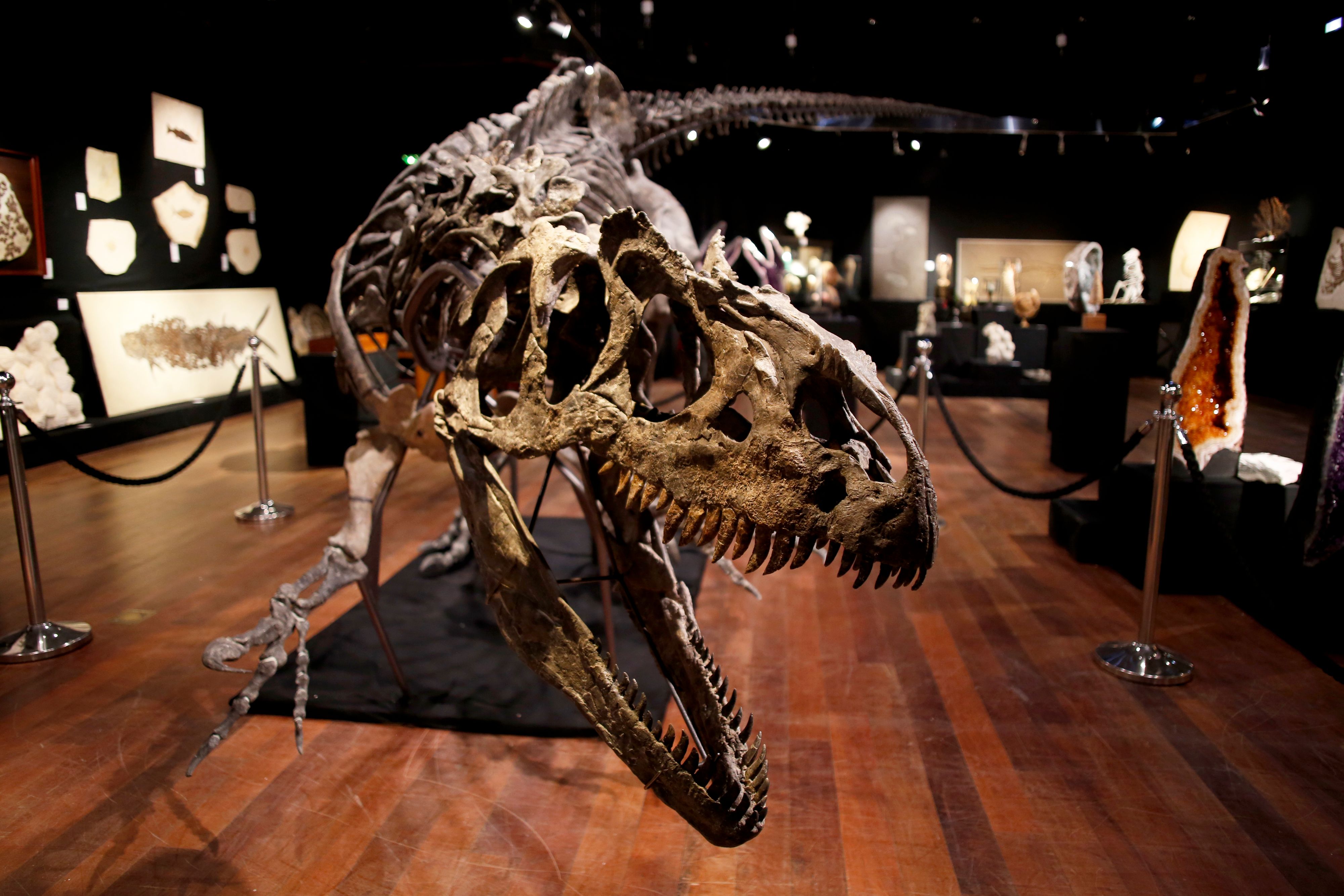 Download von www.picturedesk.com am 17.02.2021 (22:01).  A skeleton of an Allosaurus dinosaur is on display at Drouot auction house, in Paris, Saturday, Oct. 10, 2020. The Allosaurus dinosaur was discovered in Johnson county, Wyoming, USA. The skeleton will be auctioned at Drouot auction house on Oct.13, 2020 and estimated to fetch between 1,000,000 and 1,200,000 euros. (AP Photo/Thibault Camus) - 20201010_PD1864 - Rechteinfo: Rights Managed (RM)