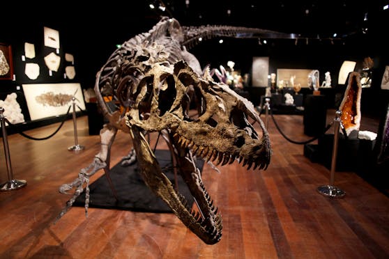 Ein, aus der Oortschen Wolke stammender, Komet soll für das Aussterben der Dinosaurier verantwortlich sein.