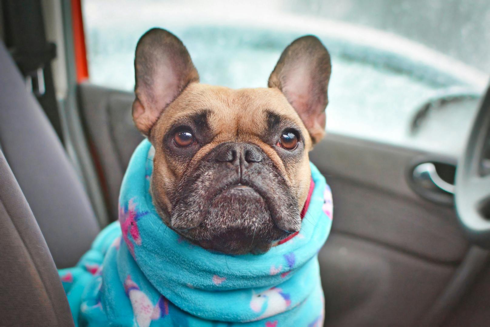 Wie lange darf denn ein Hund nun wirklich im kalten Auto sitzen? 