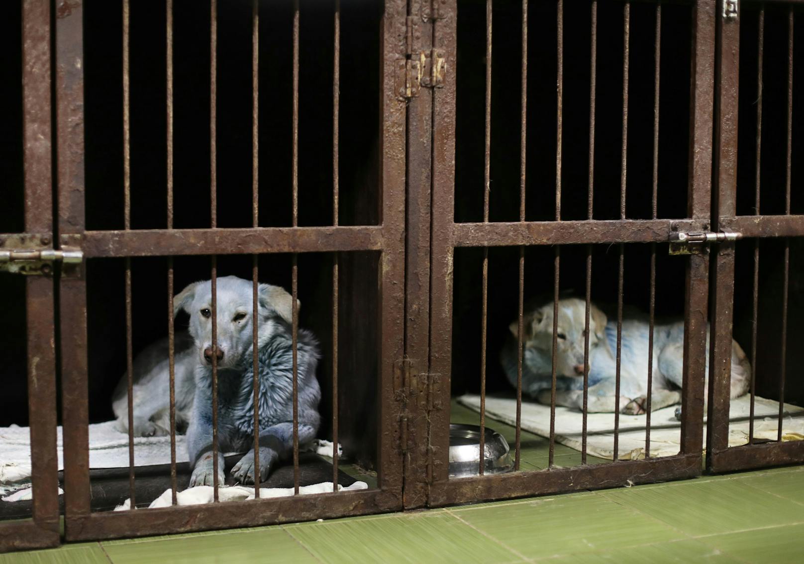 Für zwei der zuvor wild lebenden Hunde konnte schon ein neues Zuhause gefunden werden.