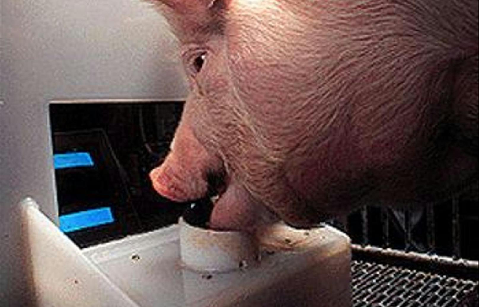 Schweine sind sehr intelligent.