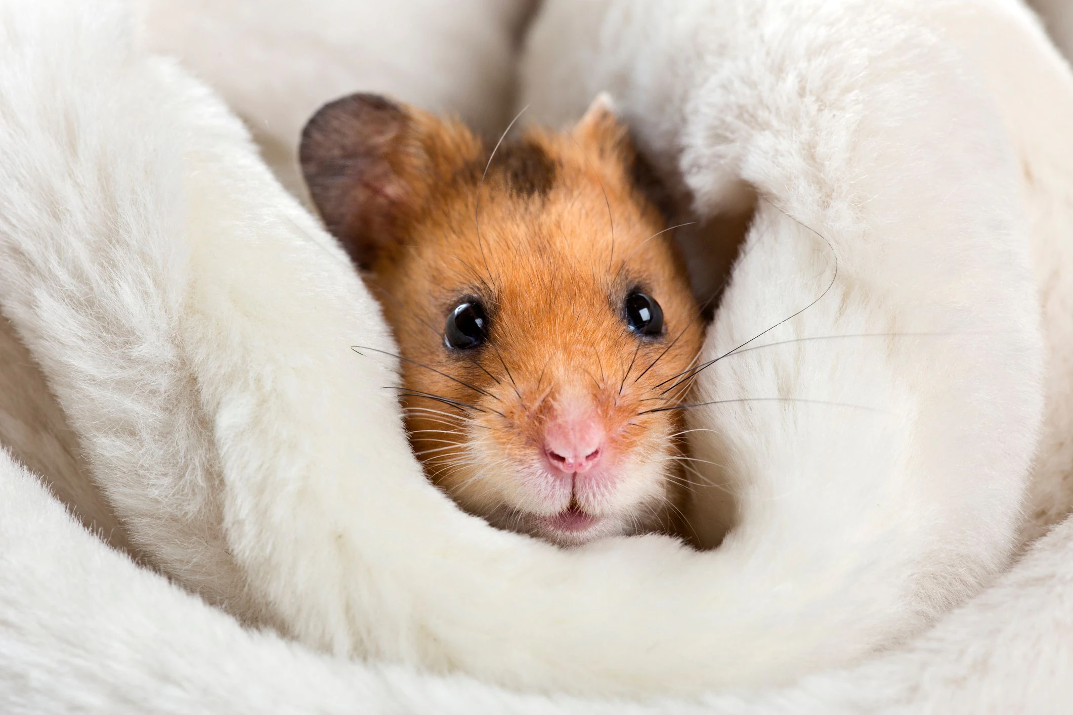 (Symbolbild) Ein kleiner Hamster war den kranken Spielen eines Wieners ausgeliefert. 