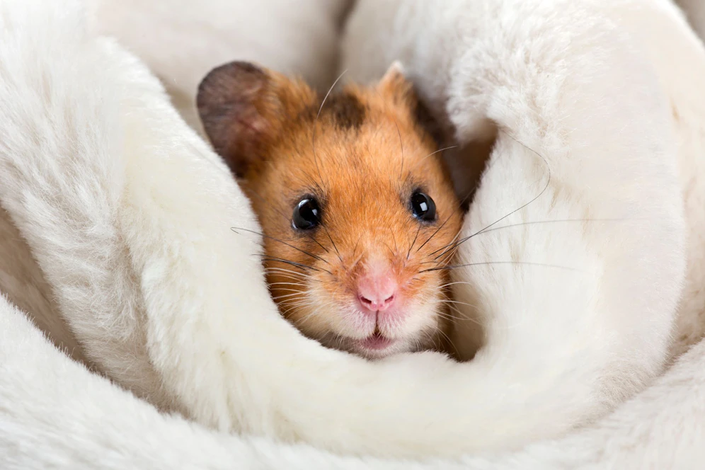 (Symbolbild) Ein kleiner Hamster war den kranken Spielen eines Wieners ausgeliefert. 