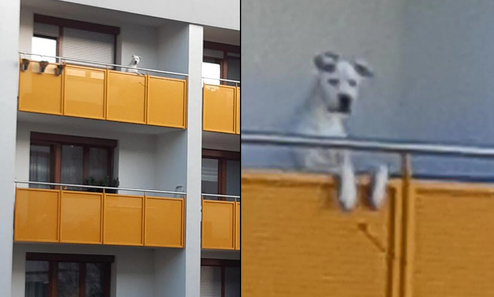 Der arme Rüde "Jimmy" fristete ein trostloses Dasein am Balkon. 