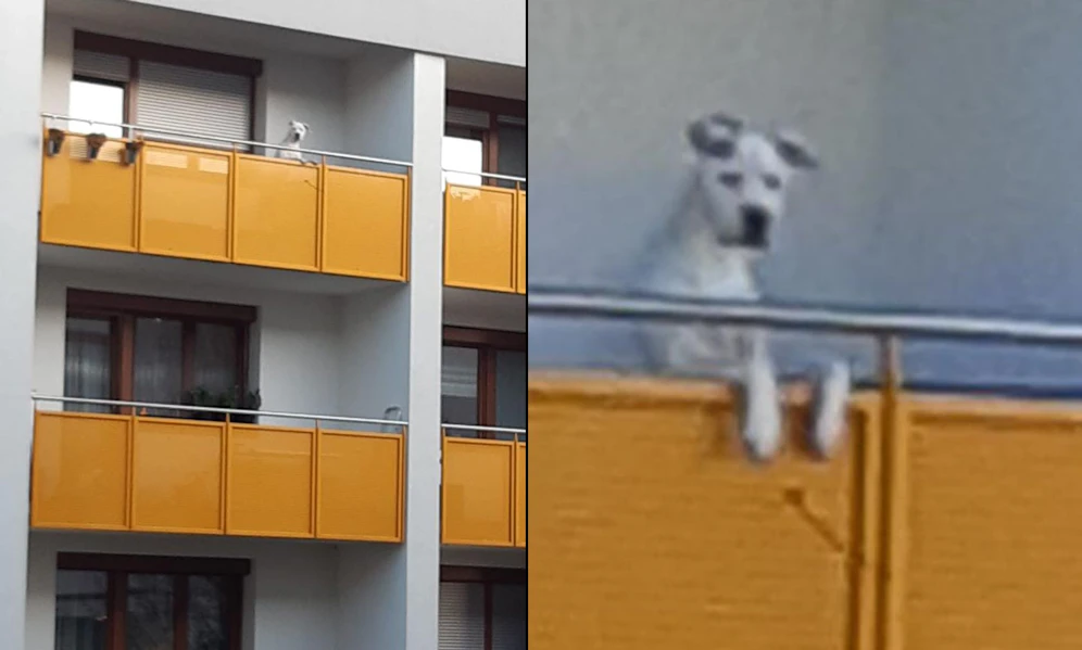 Der arme Rüde 