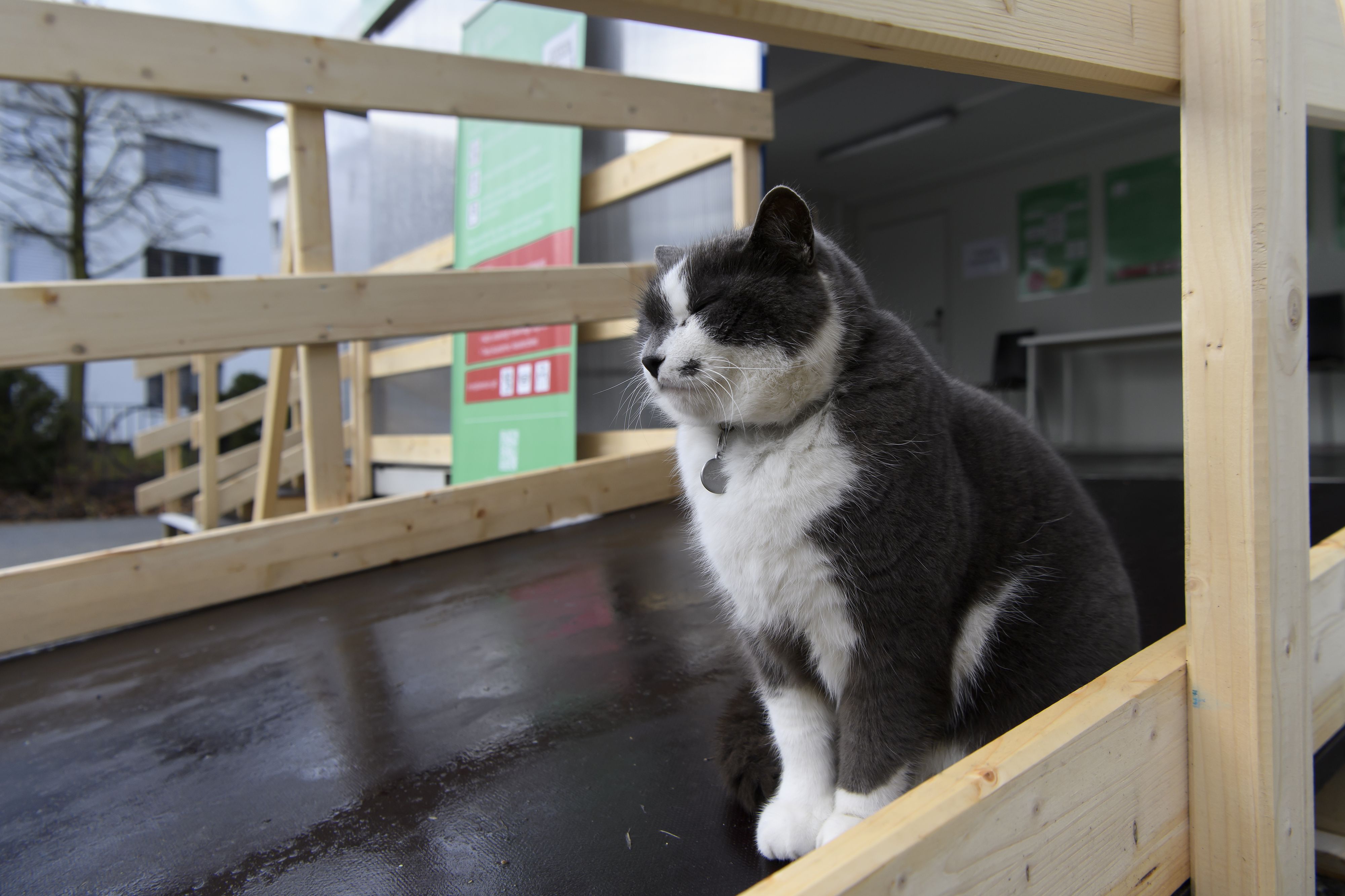 Eine Katze im Eingangsbereich eines Corona-Impfzentrums
