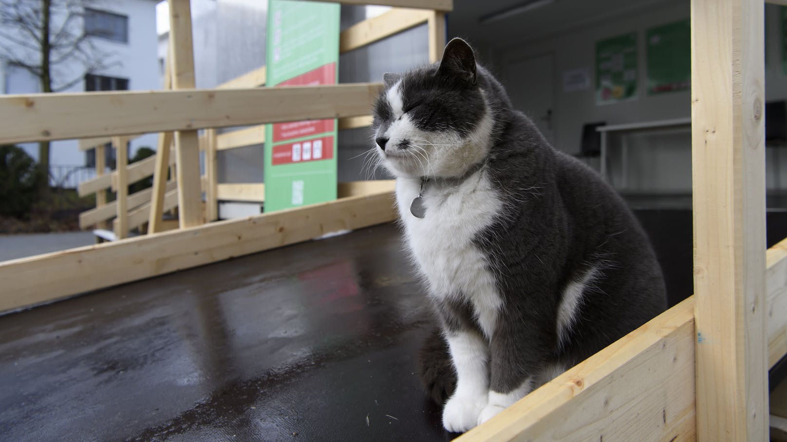 Eine Katze im Eingangsbereich eines Corona-Impfzentrums