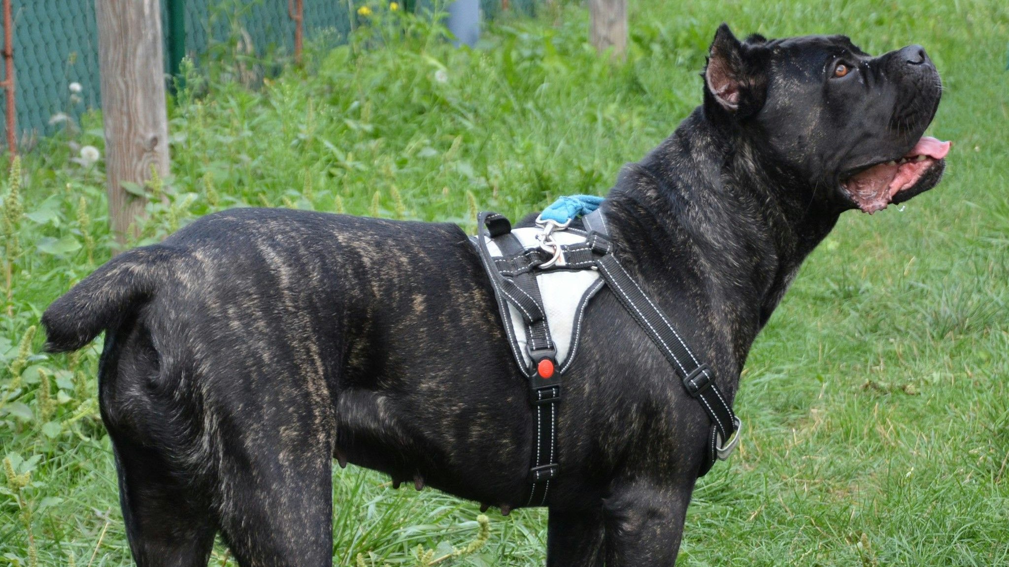 Die "Cane Corso Italiano" Hündin "Lyra" wurde einfach im Wald "entsorgt". 