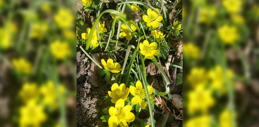 Der gelbe Winterling blüht häufig im Januar und Februar im Schnee.