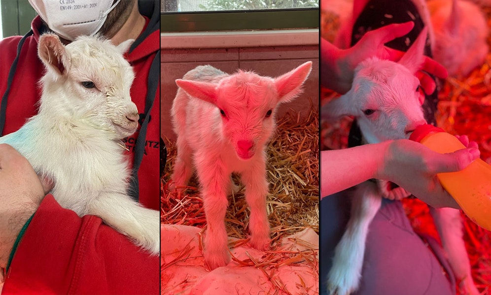 Diese Ziegen-Drillinge sind Waisen und werden nun im Tierschutzhaus Vösendorf per Hand aufgezogen. 