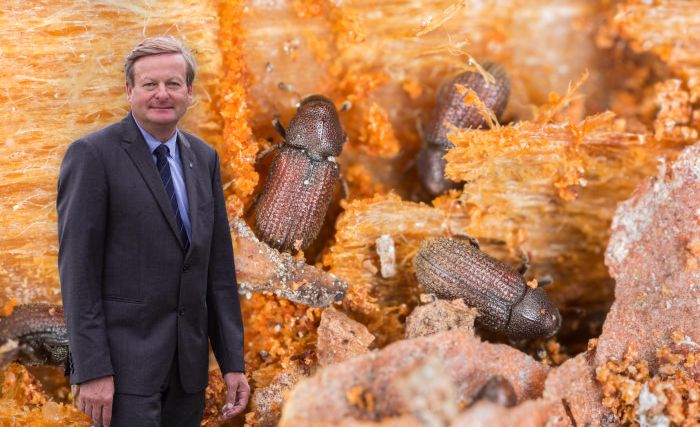 Waldhäusl und Symbolfoto von Borkenkäfern.