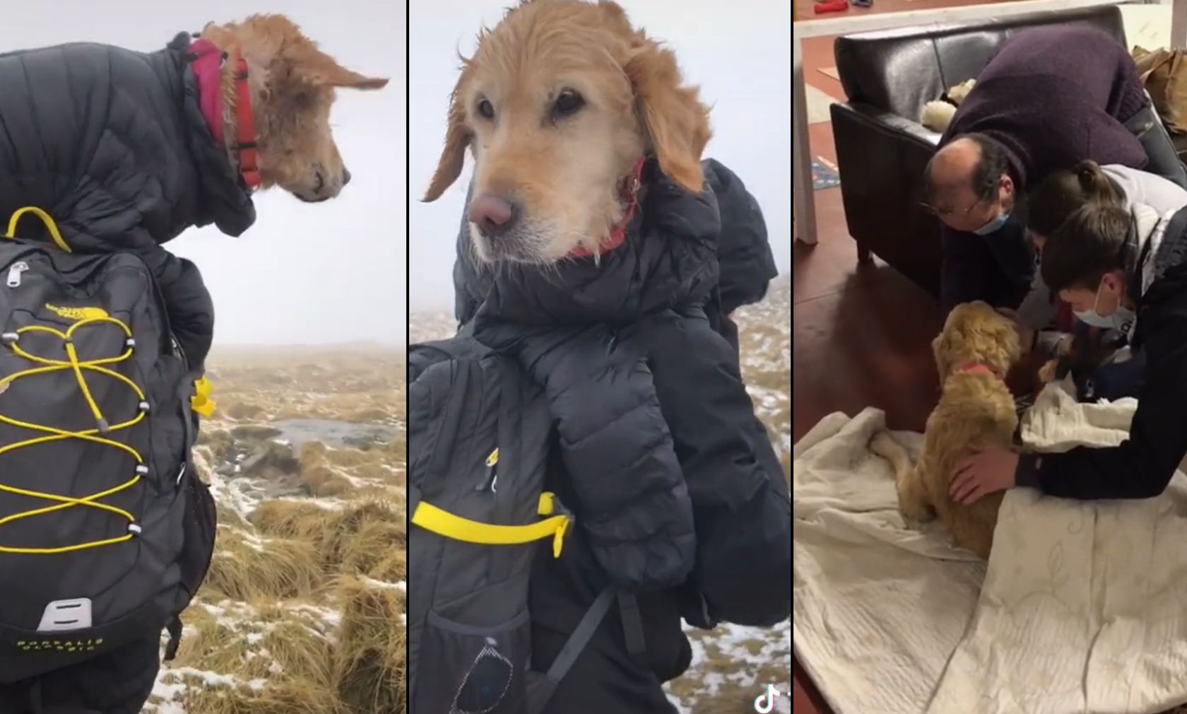 Die völlig unterkühlte Golden-Retriever Hündin wurde wohl im letzten Moment gefunden. 