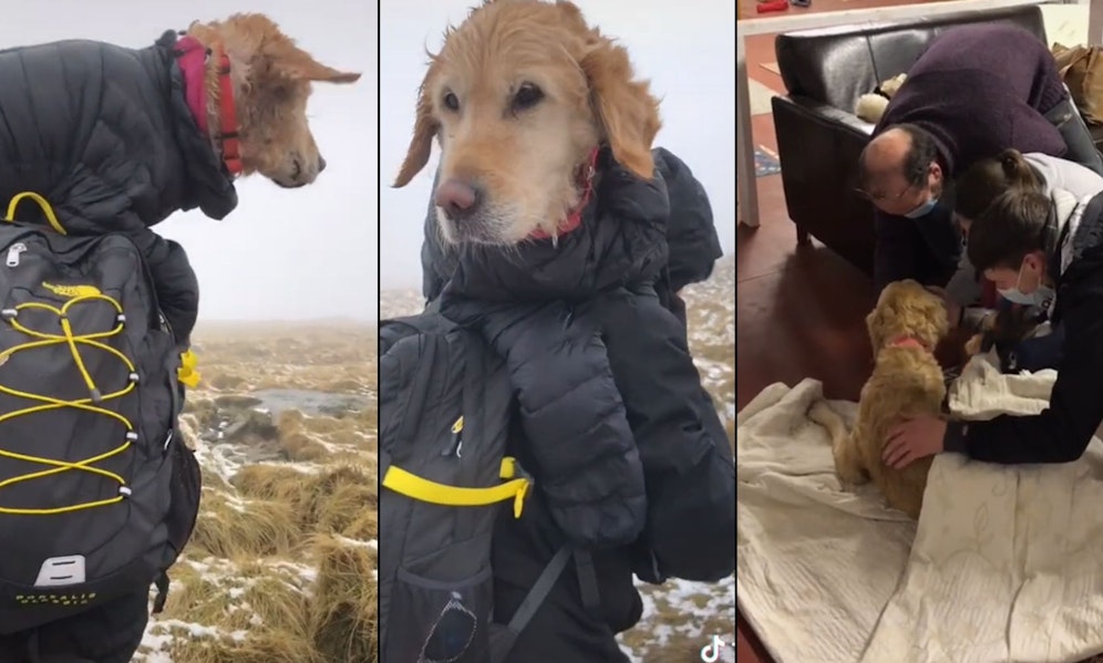 Die völlig unterkühlte Golden-Retriever Hündin wurde wohl im letzten Moment gefunden. 