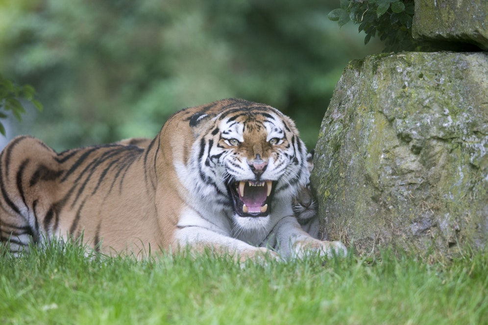 &nbsp;Auf eingesperrte Tiere mit Steinen schießen... wow... 