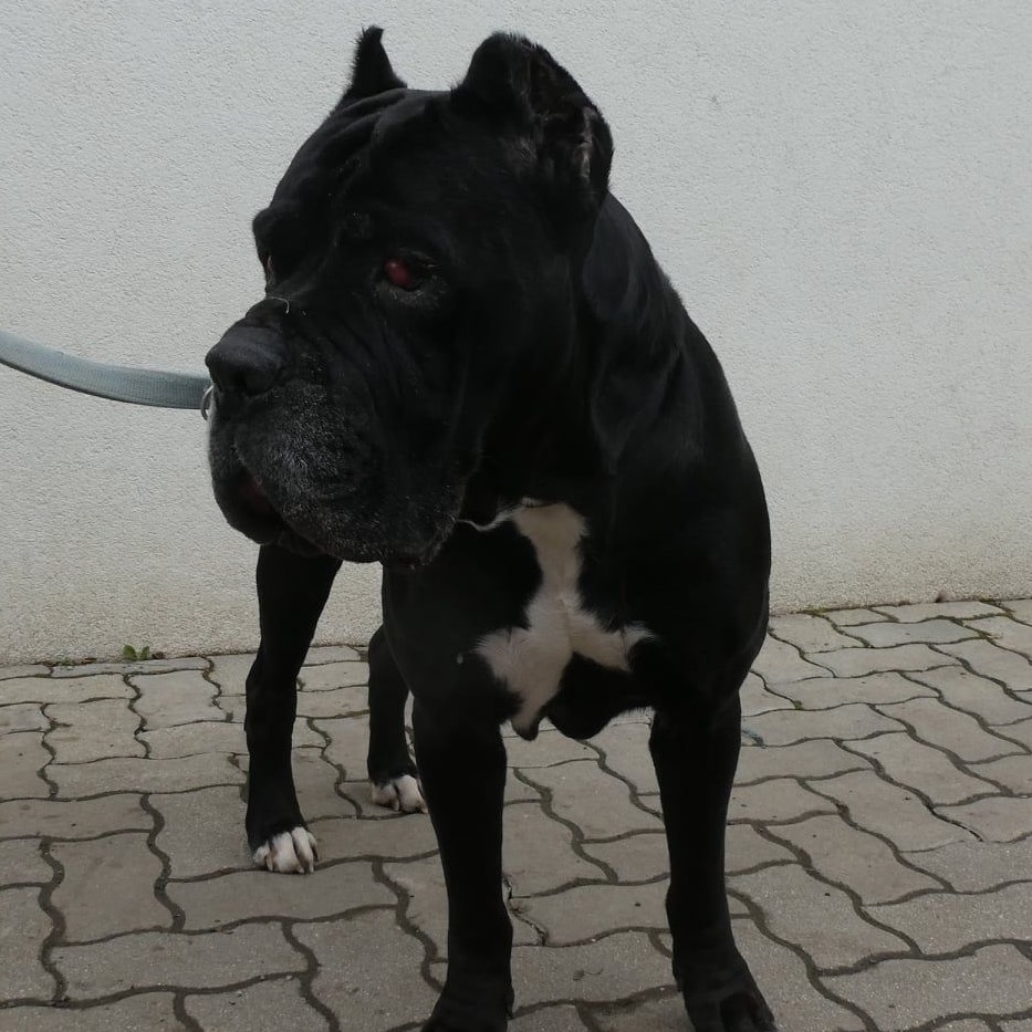 "Zeus" muss operiert werden.