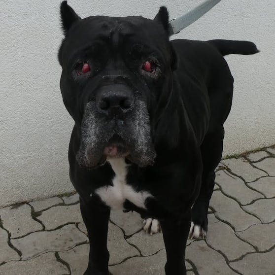 "Zeus" wurde von seiner Besitzerin zurückgelassen.