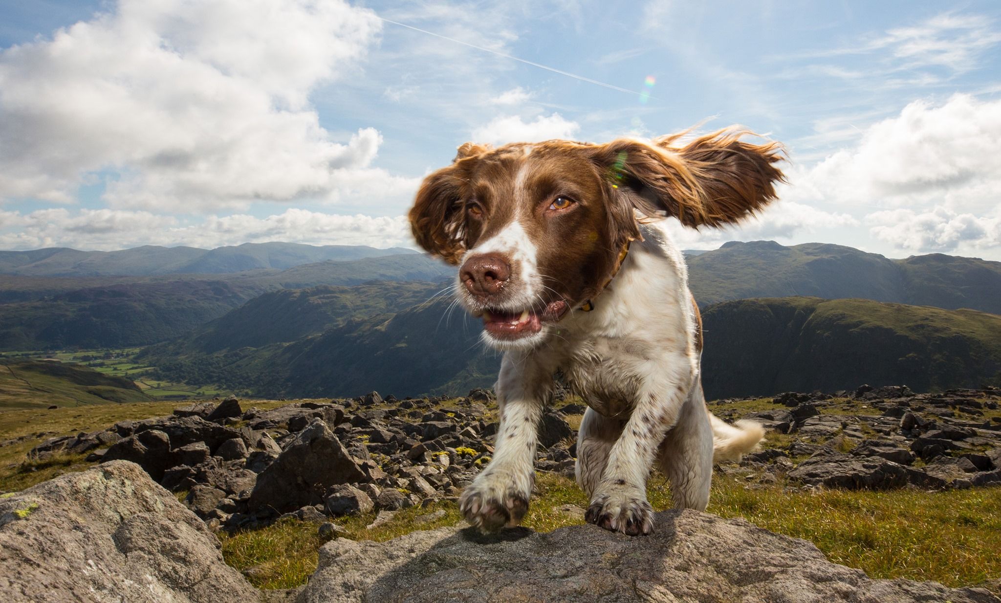 Springer Spaniel Max wurde kürzlich als erster Hund mit dem "Order of Merit" ausgezeichnet.