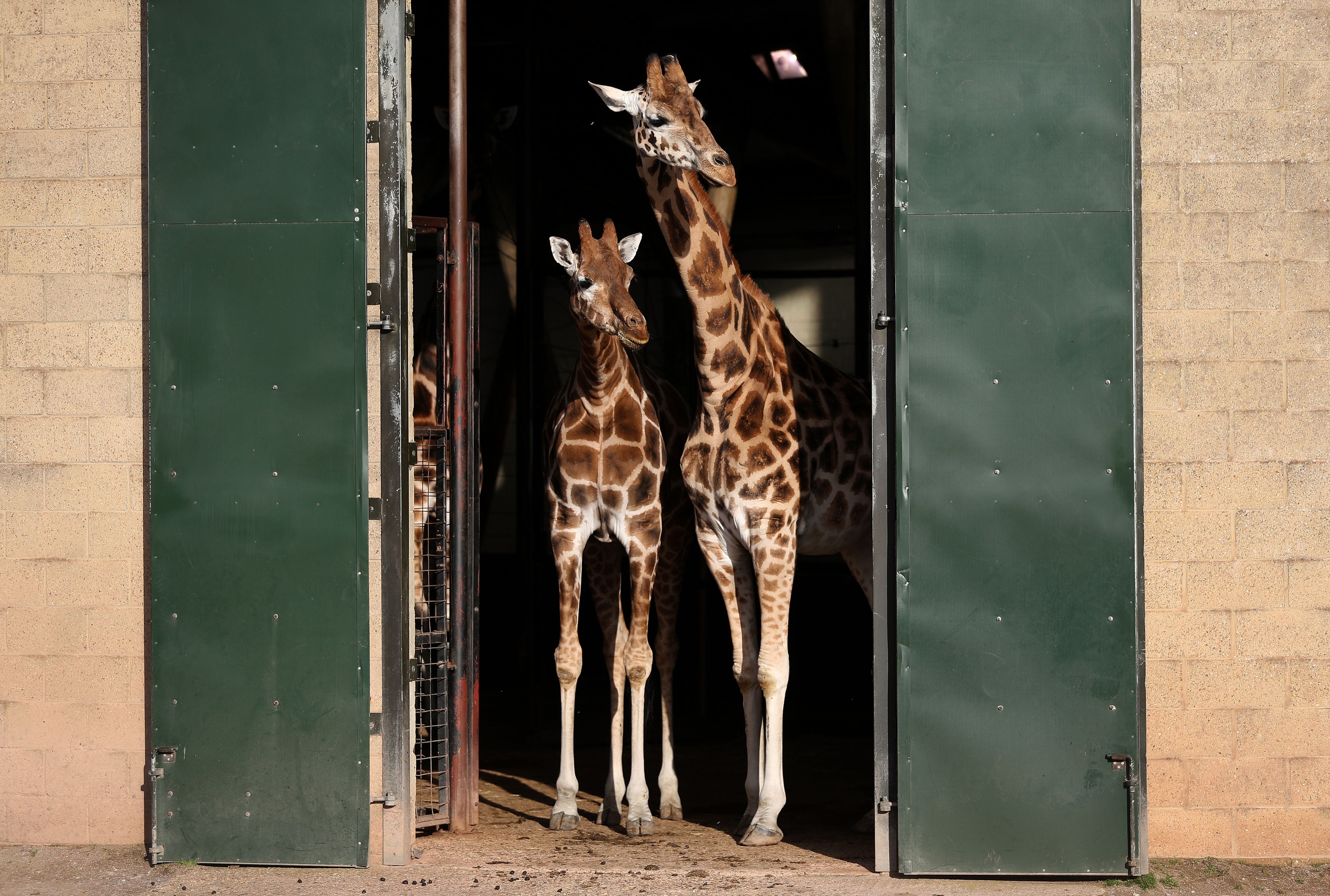 Die Giraffen wurden mit Flaschen beworfen. 