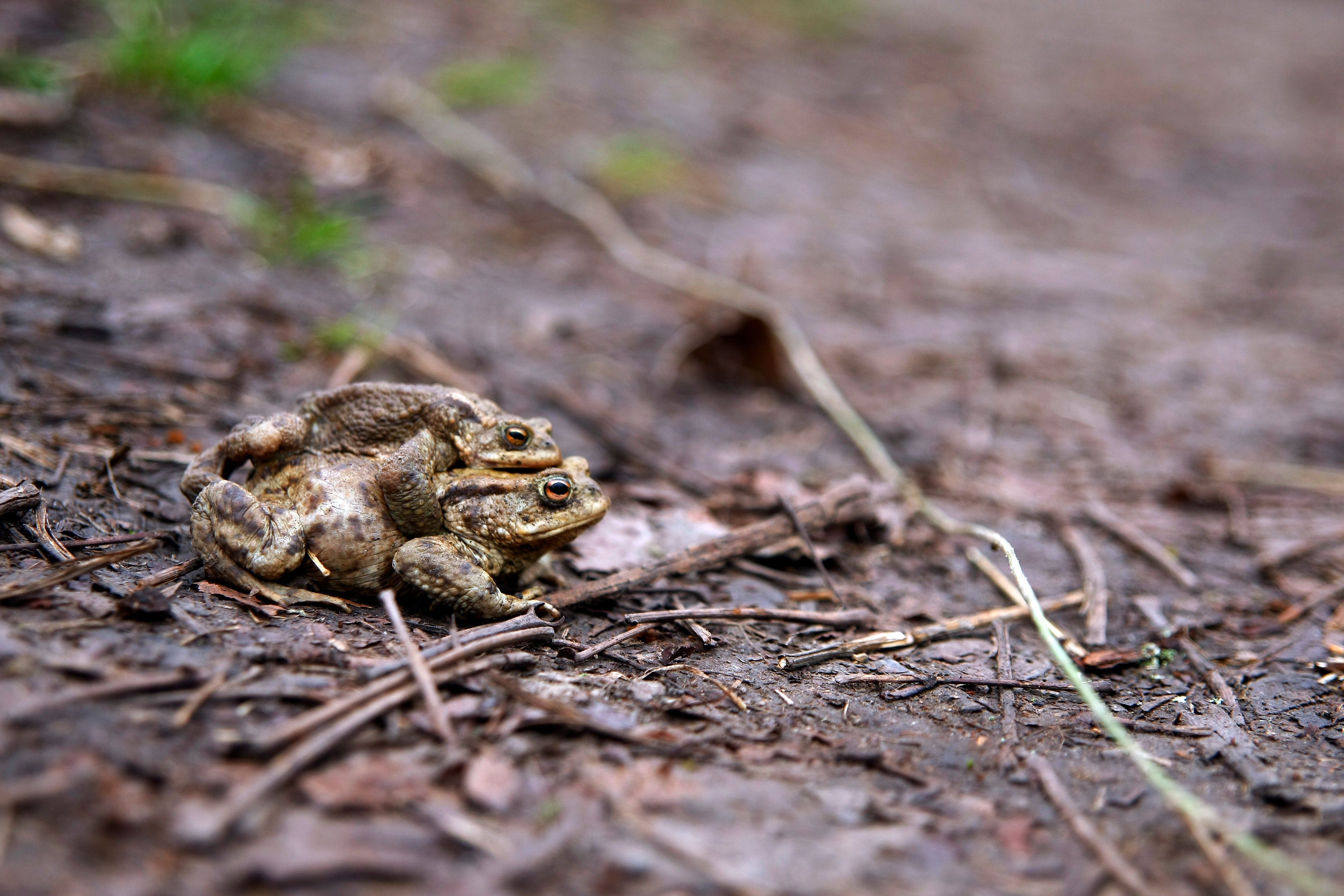 Ab März habens die Kröten wieder gnädig. Bitte vorsichtig fahren! 