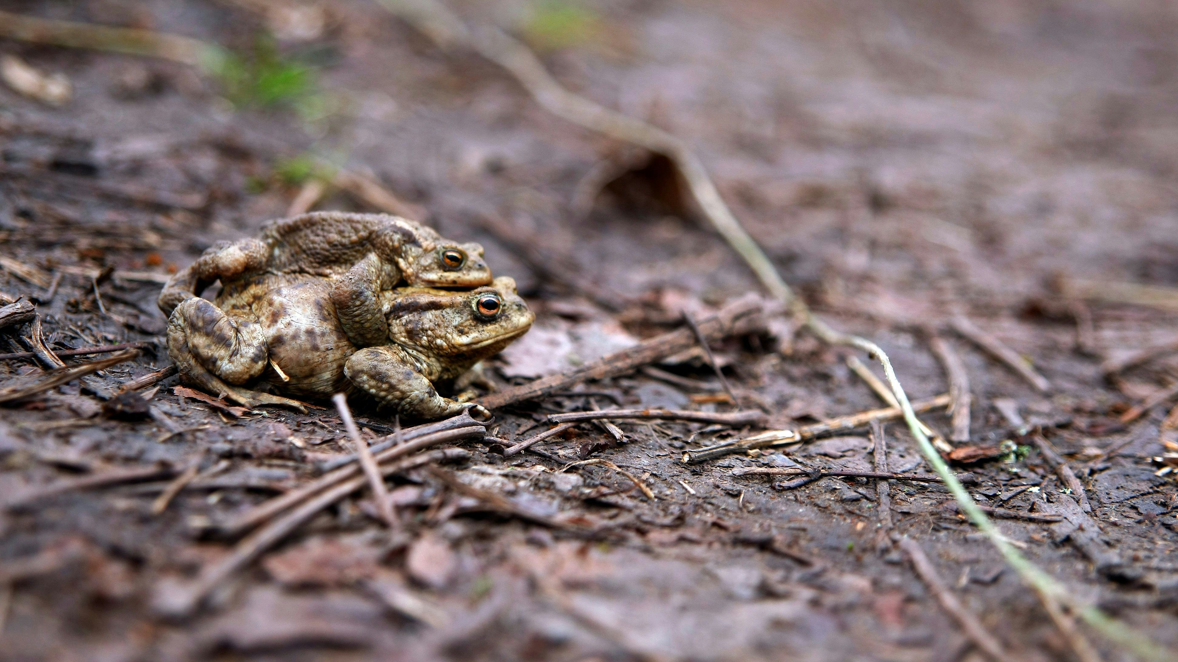 Ab März habens die Kröten wieder gnädig. Bitte vorsichtig fahren! 