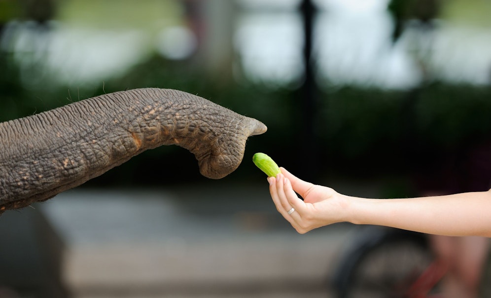Ab 08. Februar dürfen Zoos und Tierparks vorläufig wieder Besucher empfanden. Doch wie sieht ein Zoobesuch dann aus? 