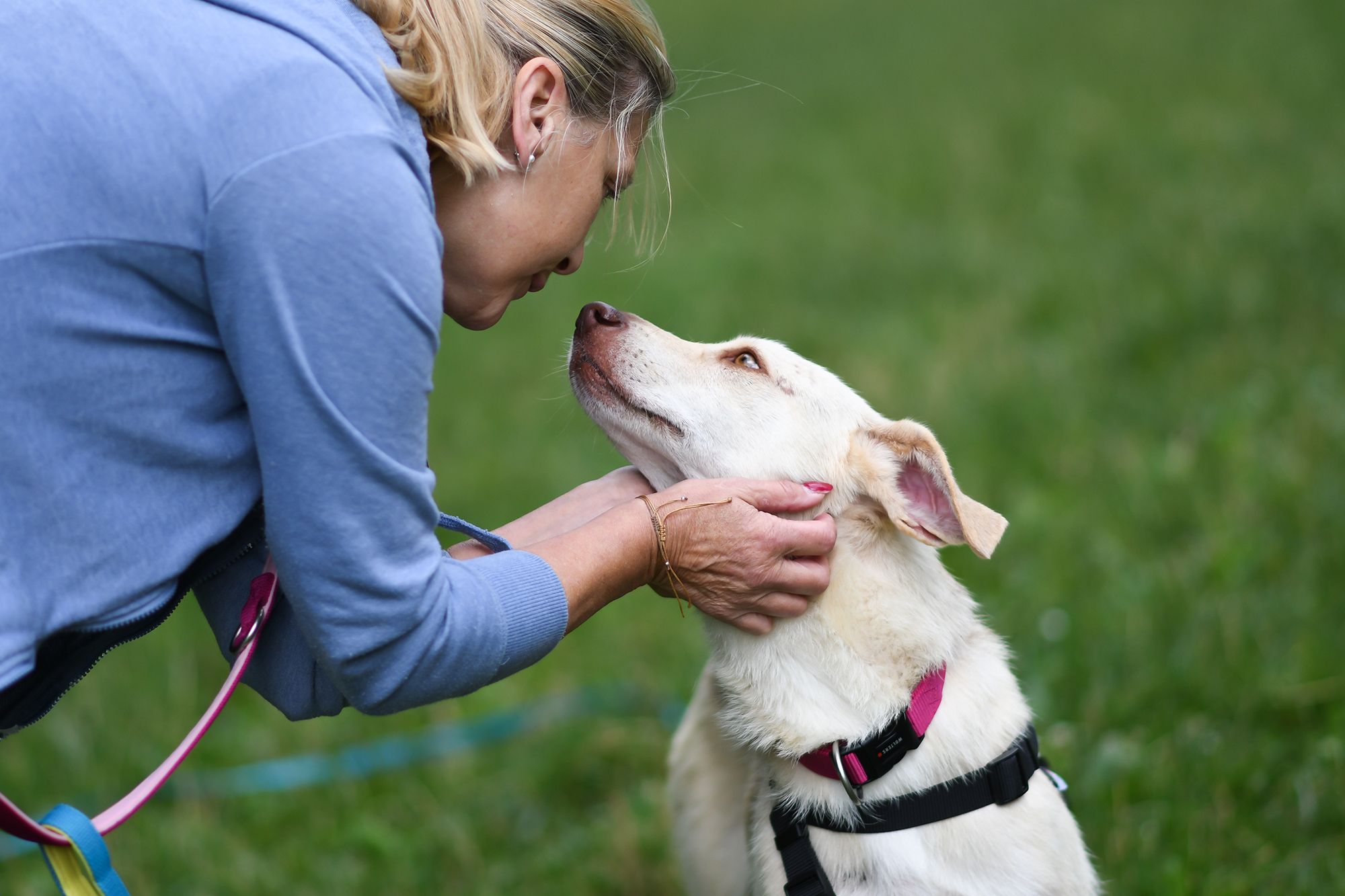 Unhygienisch und dreckig? Nix da - ein Hund fördert ein starkes Immunsystem