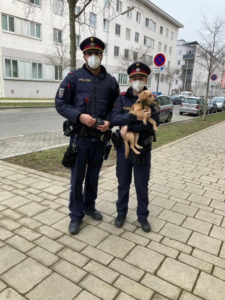 Der kleine Hund wurde in einem Abbruchhaus zurückgelassen.