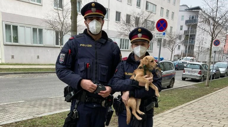 Der kleine Hund wurde in einem Abbruchhaus zurückgelassen.