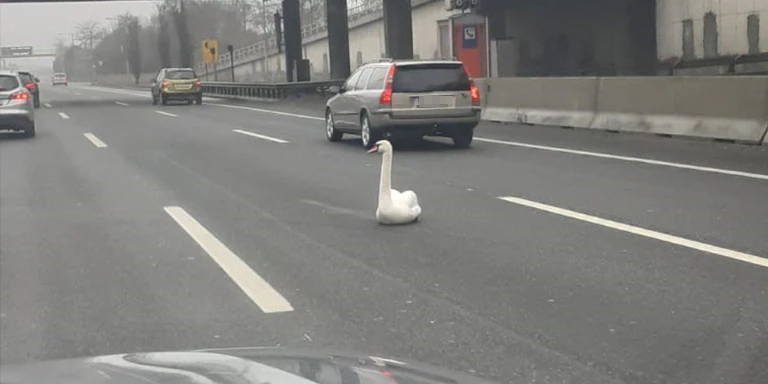 Dieser Wasservogel setzte sich mitten auf die Autobahn